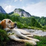 Camping Steinplatte. Campingplatz Hund. Urlaub mit Hund am Campingplatz KitzbÃ¼hel, Tirol, Ã–sterreich